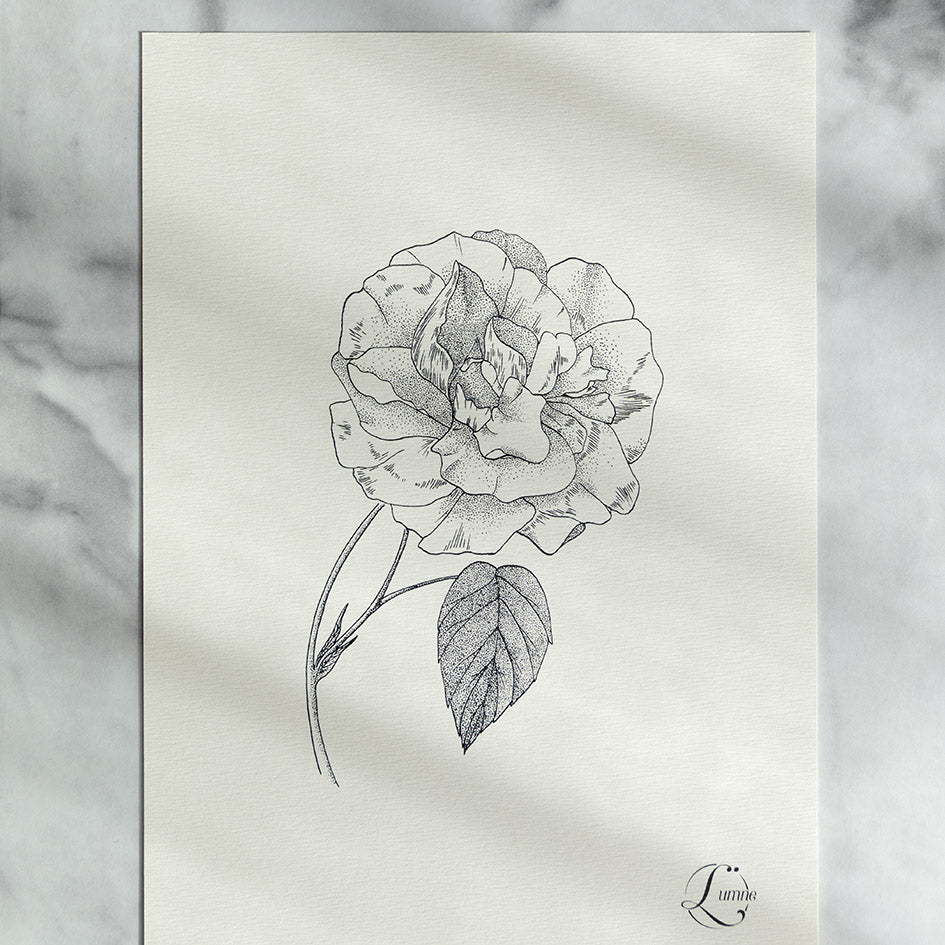 Rose -lot carte A5